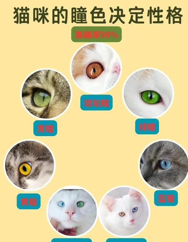  猫咪眼睛颜色大揭秘！性格由瞳色决定！ 