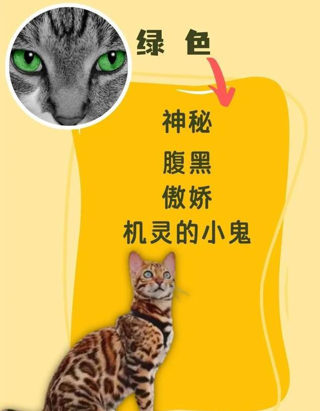 猫咪眼睛颜色大揭秘！性格由瞳色决定！