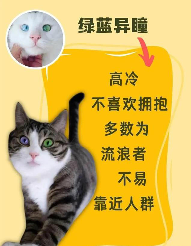 猫咪眼睛颜色大揭秘！性格由瞳色决定！