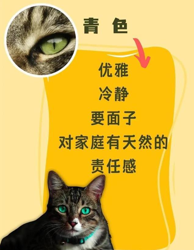 猫咪眼睛颜色大揭秘！性格由瞳色决定！