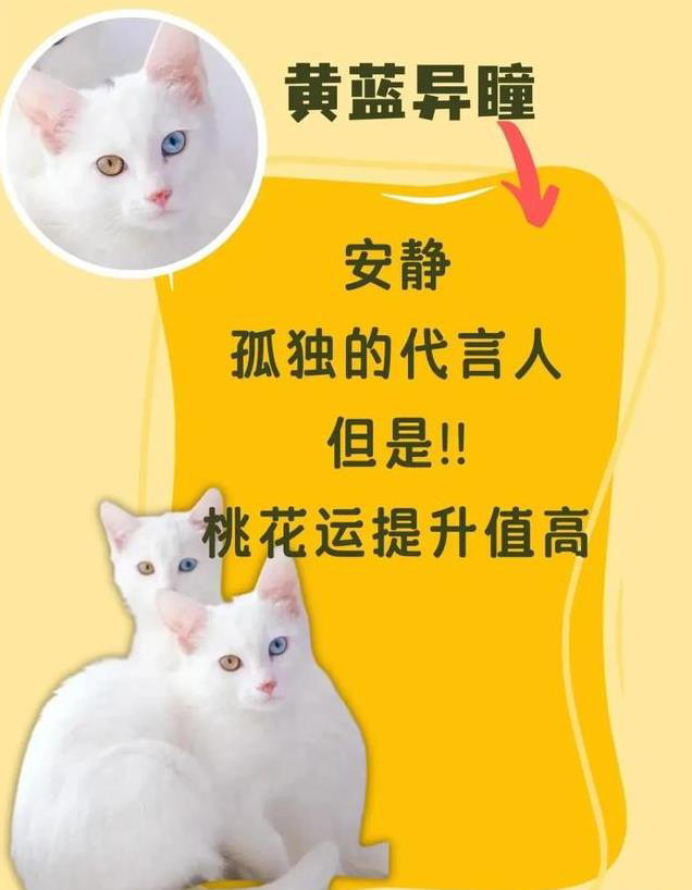猫咪眼睛颜色大揭秘！性格由瞳色决定！