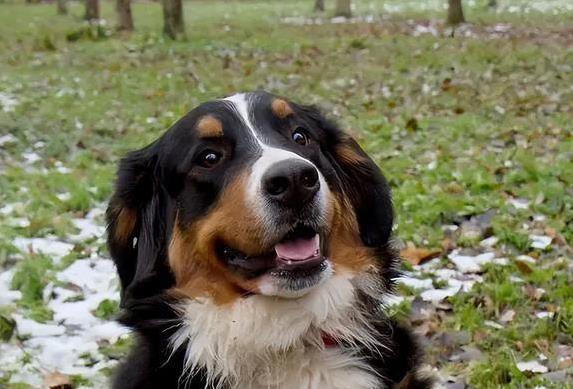 忠诚护卫犬大比拼，哪种最适合你家？