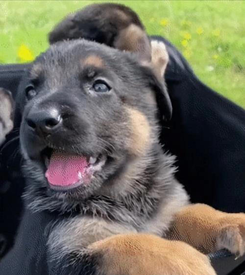 忠诚护卫犬大比拼，哪种最适合你家？