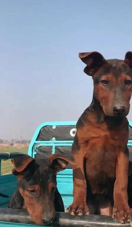 忠诚护卫犬大比拼，哪种最适合你家？