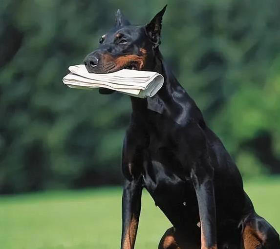 忠诚护卫犬大比拼，哪种最适合你家？