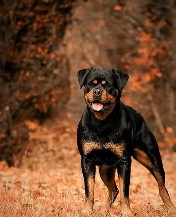 忠诚护卫犬大比拼，哪种最适合你家？