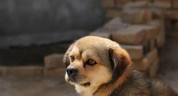 忠诚护卫犬大比拼，哪种最适合你家？