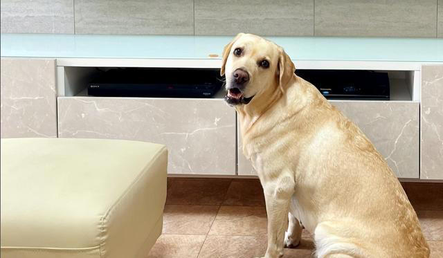 狗狗的睡姿大揭秘：看它睡哪，就知道它有多爱你！