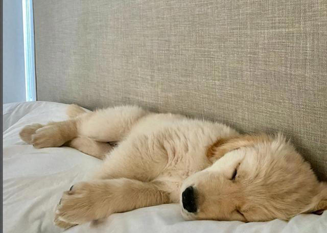 狗狗的睡姿大揭秘：看它睡哪，就知道它有多爱你！