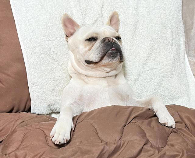 狗狗的睡姿大揭秘：看它睡哪，就知道它有多爱你！