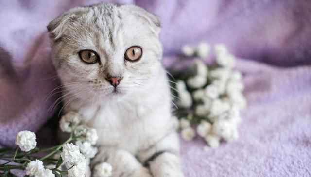 猫咪舔毛只是因为喜欢干净吗？