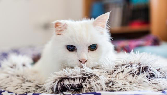 猫咪舔毛只是因为喜欢干净吗？