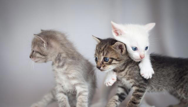 猫咪舔毛只是因为喜欢干净吗？