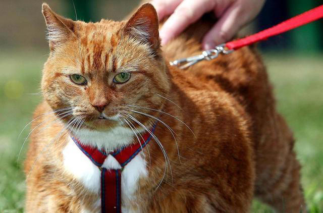 猫的寿命能有多长呢？