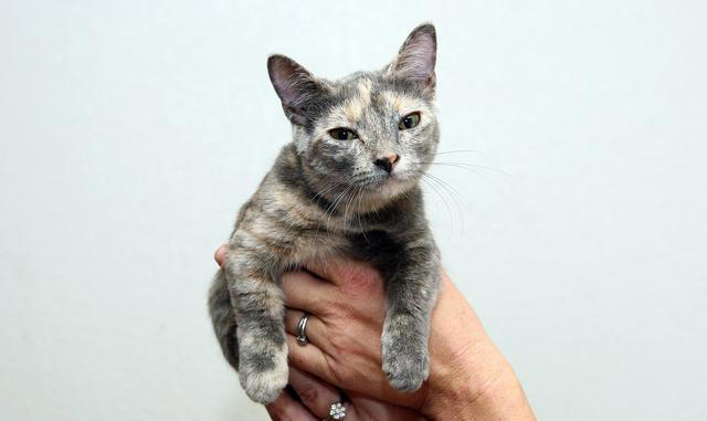 猫的寿命能有多长呢？