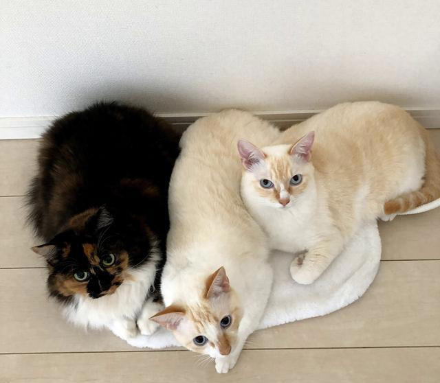 猫的寿命能有多长呢？