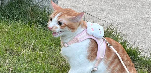 性格好的猫咪从小“装”出来的？这5个坏习惯，你家猫中了几个？