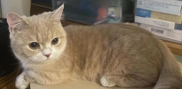 性格好的猫咪从小“装”出来的？这5个坏习惯，你家猫中了几个？