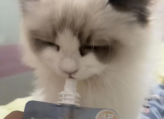 性格好的猫咪从小“装”出来的？这5个坏习惯，你家猫中了几个？