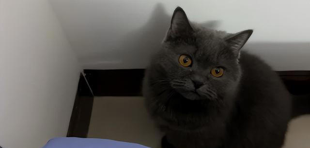 性格好的猫咪从小“装”出来的？这5个坏习惯，你家猫中了几个？