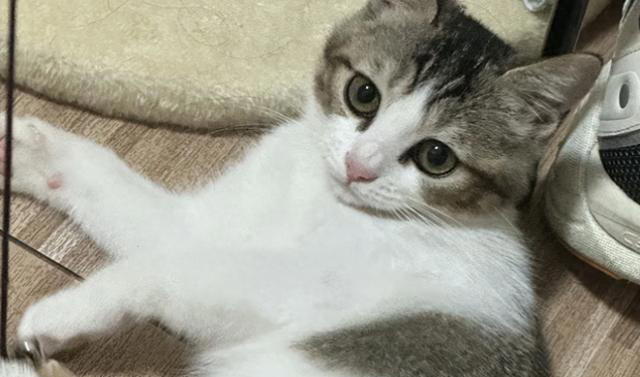 性格好的猫咪从小“装”出来的？这5个坏习惯，你家猫中了几个？