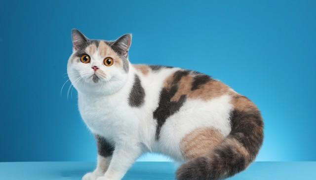 猫咪需要剃毛吗？