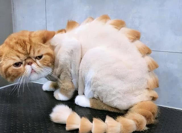 猫咪需要剃毛吗？