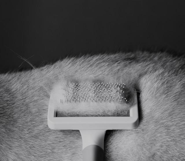 猫咪需要剃毛吗？