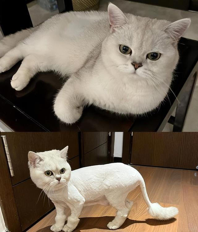 猫咪需要剃毛吗？