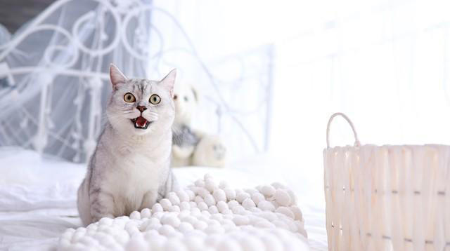 猫咪需要剃毛吗？