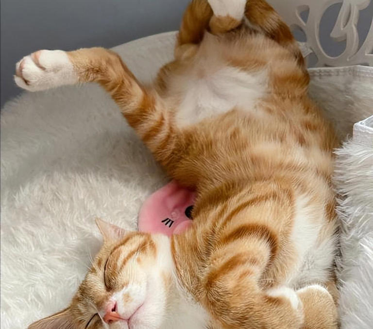 揭秘猫咪睡觉地点与性格间的奇妙关系！