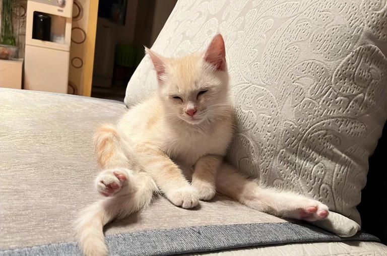 揭秘猫咪睡觉地点与性格间的奇妙关系！