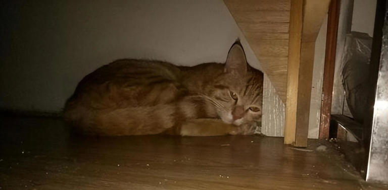 揭秘猫咪睡觉地点与性格间的奇妙关系！