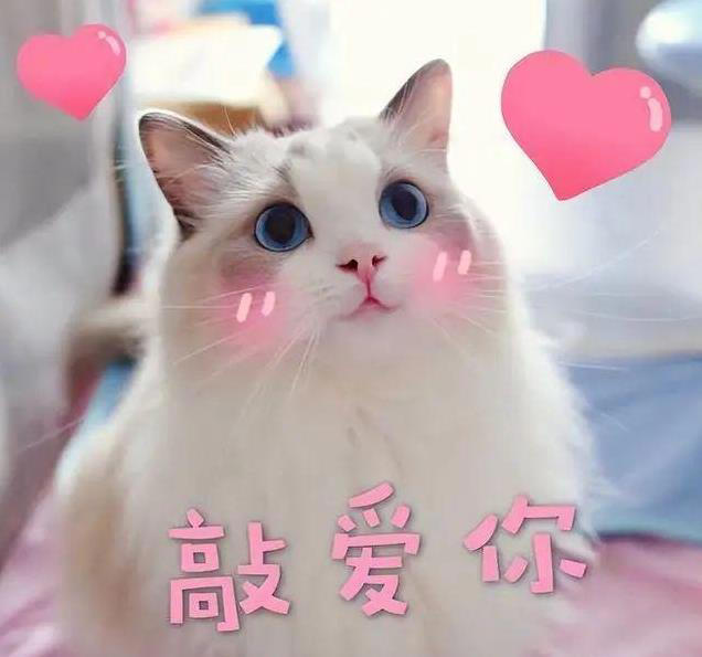 猫咪的爱很隐晦，但细节最动人，你家主子偷偷爱你的方式是哪种？