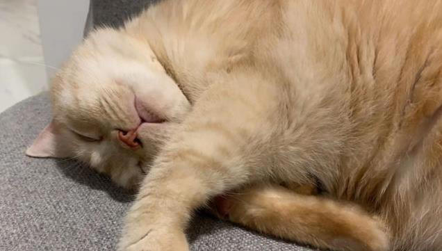 猫咪的爱很隐晦，但细节最动人，你家主子偷偷爱你的方式是哪种？