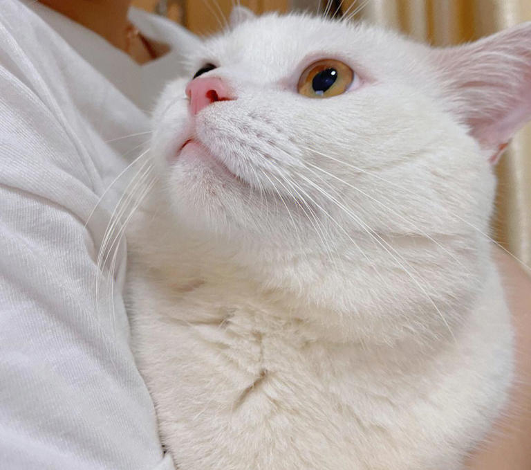 白猫之美：超越猫咪眼中的审美观