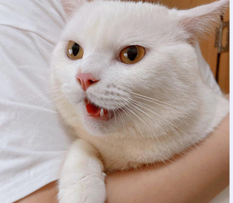 白猫之美：超越猫咪眼中的审美观