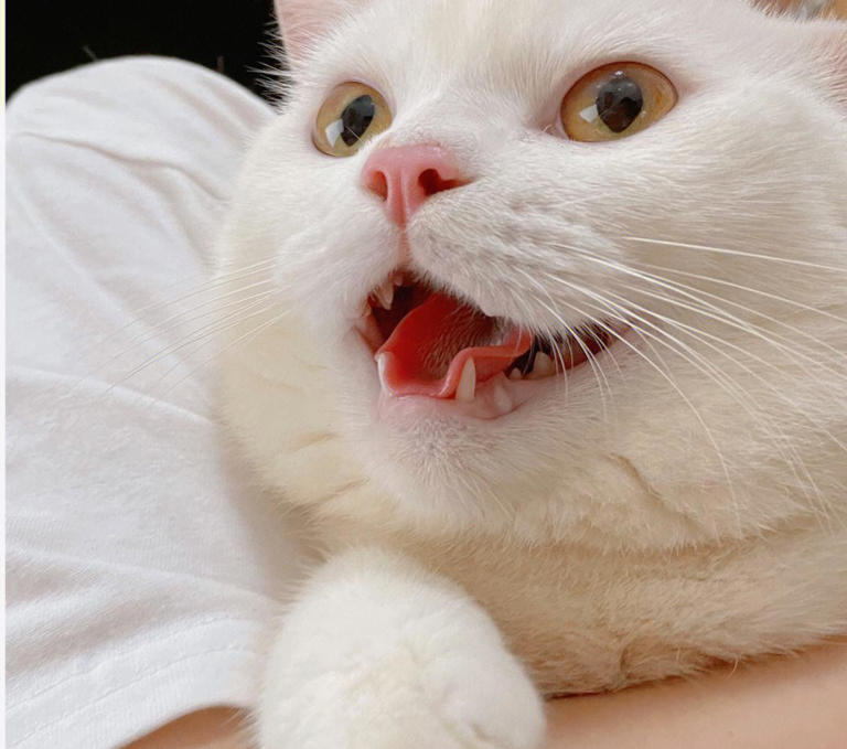 白猫之美：超越猫咪眼中的审美观