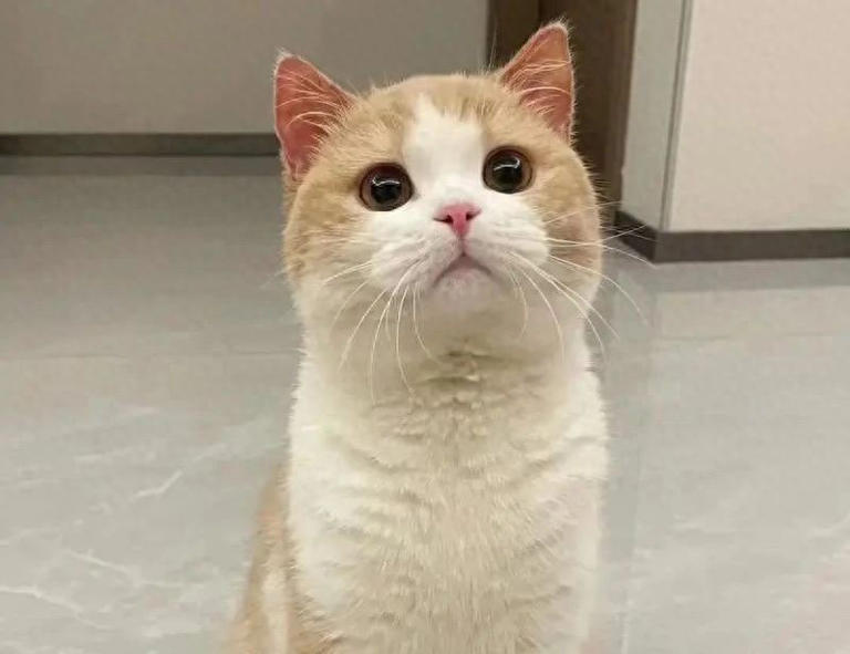 猫咪被“养熟”后有这5种行为，你家猫达标了吗？