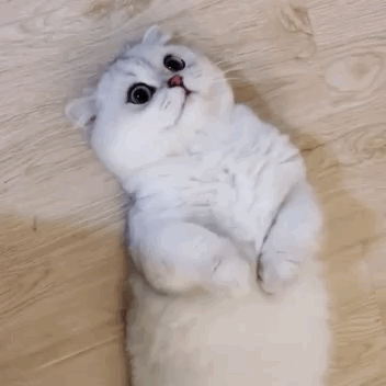 猫咪被“养熟”后有这5种行为，你家猫达标了吗？