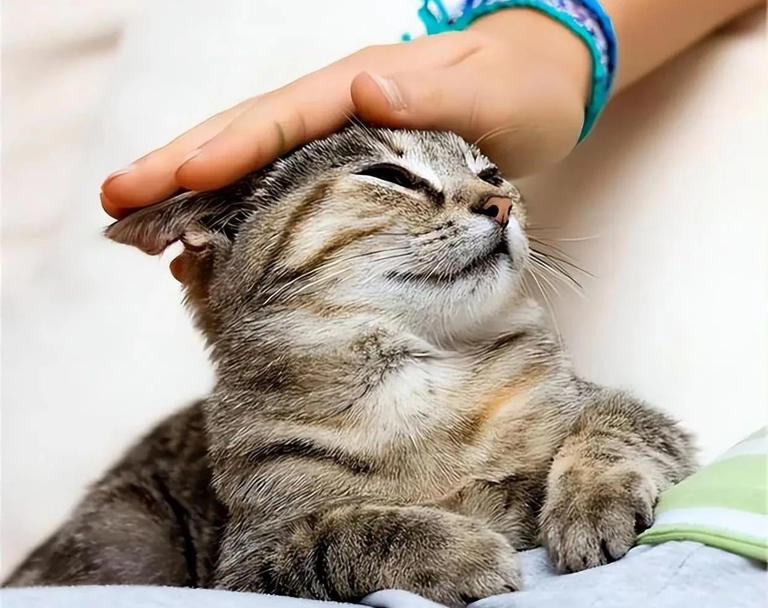 猫咪被“养熟”后有这5种行为，你家猫达标了吗？