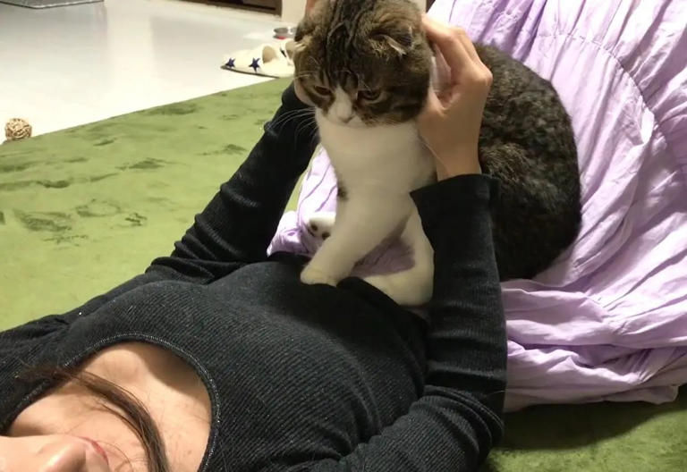 猫咪被“养熟”后有这5种行为，你家猫达标了吗？