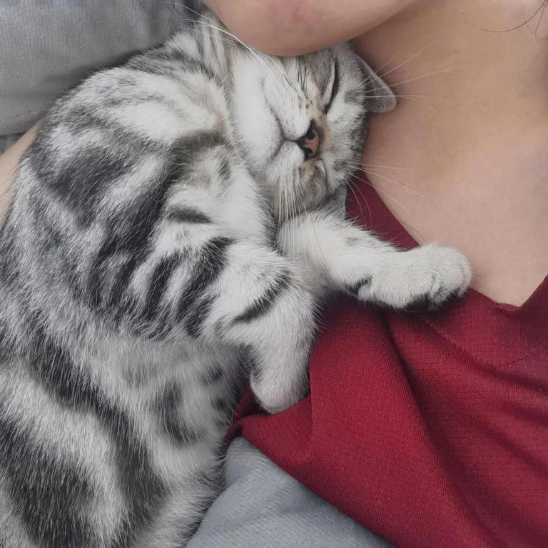 猫咪被“养熟”后有这5种行为，你家猫达标了吗？