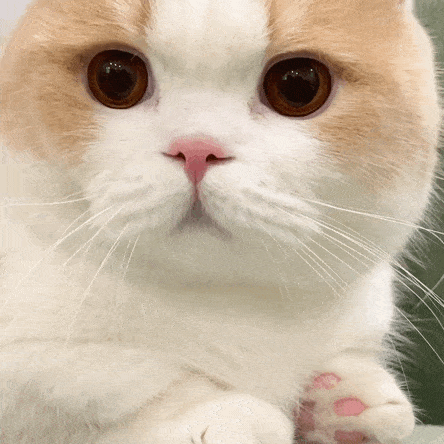 原来在猫眼里，这些行为等于“抛弃”，会让猫心碎！