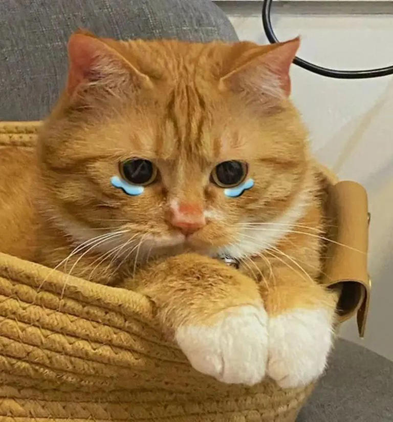 原来在猫眼里，这些行为等于“抛弃”，会让猫心碎！