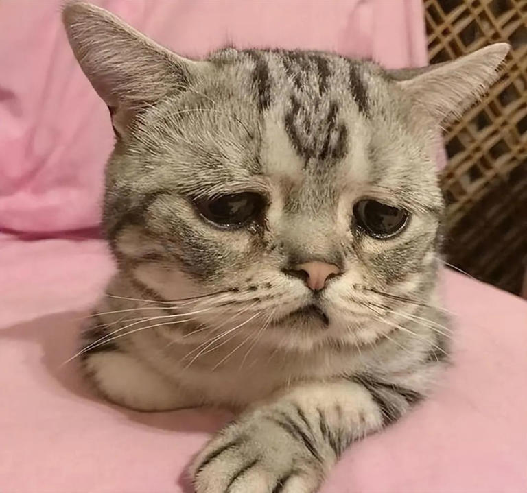 原来在猫眼里，这些行为等于“抛弃”，会让猫心碎！