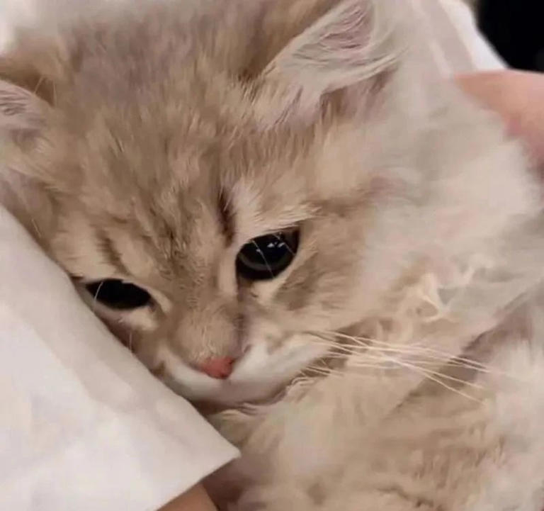 原来在猫眼里，这些行为等于“抛弃”，会让猫心碎！