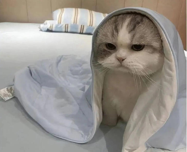 原来在猫眼里，这些行为等于“抛弃”，会让猫心碎！