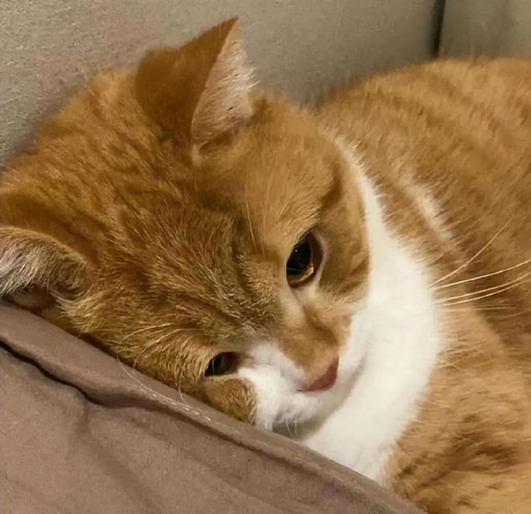 原来在猫眼里，这些行为等于“抛弃”，会让猫心碎！