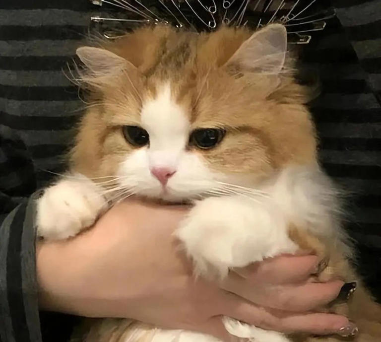 原来在猫眼里，这些行为等于“抛弃”，会让猫心碎！